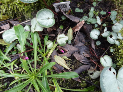 Cyclamen.JPG