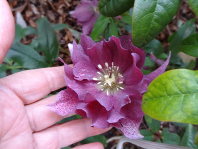 gefüllte Lenzrose.JPG