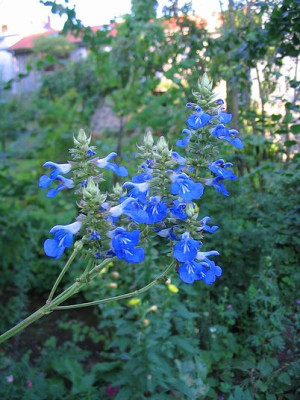 Salvia_uluginosa.jpg