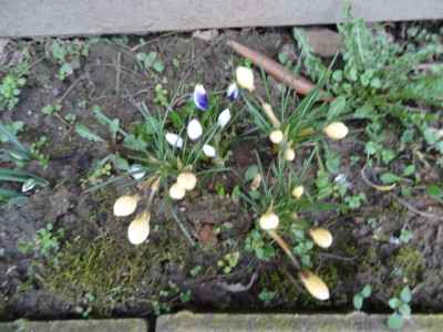 Krokusse.JPG