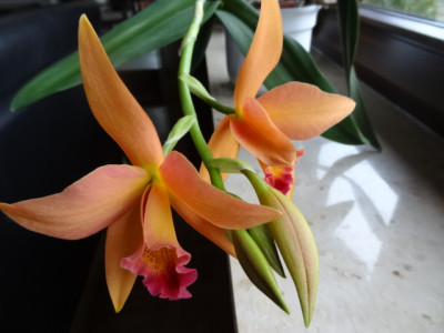 Epidendrum.JPG