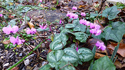 P1240361.JPG