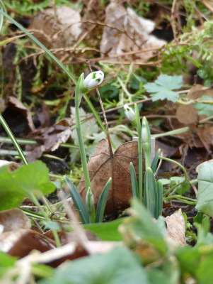 2020-02-02 Galanthus 'Josie' 1.jpg