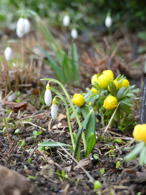 2020-02-02 Galanthus 'Wendy's Gold' 1.jpg
