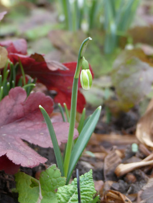 2020-02-02 Galanthus 'Green Tear' 3.jpg