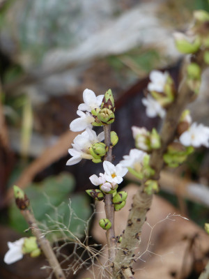 2020-02-02 Daphne mezereum 'Album'.jpg