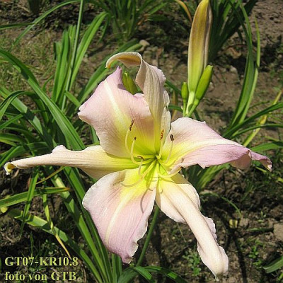 GT07-KR10.8_Blauge_x_unbek._6716_r11.jpg