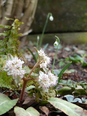 2020-02-02 Chrysosplenium macrophyllum 1.jpg