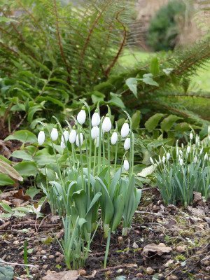 2020-02-02 Galanthus elwesii.jpg