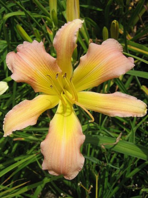 GT05-KL21.10_Asterisk_X_O._Corsage_6735_r11.jpg
