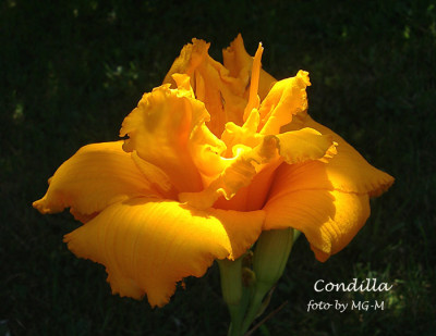 Imgp4256-Condilla.jpg