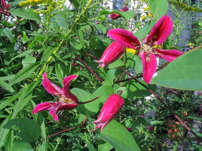 Clematis_texensis_Gravetye_Beauty.jpg