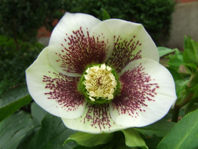 DSCF2069.jpg