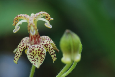 Tricyrtis-macropoda-18-07-0.jpg