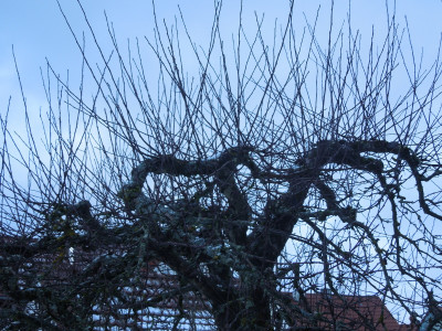 alter_Apfelbaum.jpg