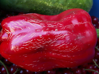 paprika_narben.jpg