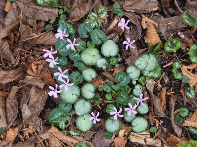Cyclamen coum_020220.JPG