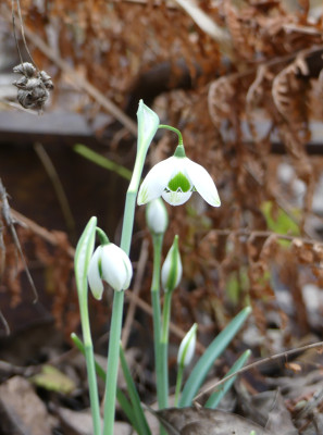 2020-01-31 Galanthus 'Ophelia' 1.jpg