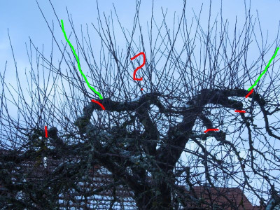alter_Apfelbaum.jpg