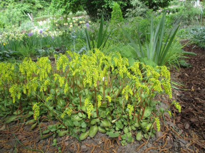 Chiastophyllum oppositifolium 20150517.JPG