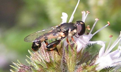 Syritta_pipiens_-_Gemeine_Keulenschwebfliege_m02.jpg