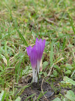 2020-02-03 Colchicum.jpg