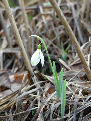 2020-02-03 Galanthus elwesii Findling 1.jpg