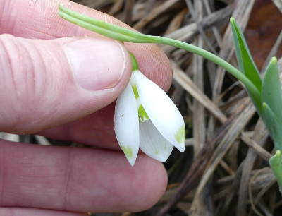 2020-02-03 Galanthus elwesii Findling 2.jpg