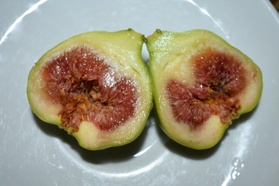 xinjiangfeige 001.JPG