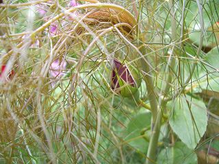 k-CIMG2752_Santana_mit_Fenchel.JPG