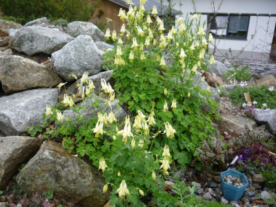 Aquilegia canadensis_Corbett_11.05.2019.JPG