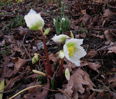 IMG_8502_Helleborus_4Febr2020_.jpg