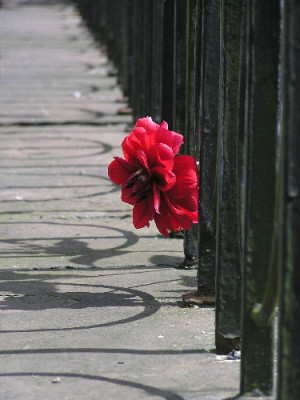 Dahlia-1.jpg