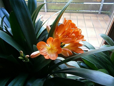 clivia 6 jahre 001.JPG