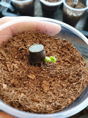 Cuttings23.jpg