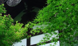 acer2.jpg