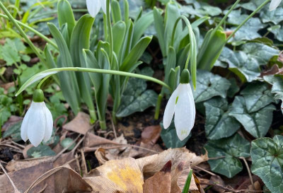 galanthus-comet-2-20.jpg