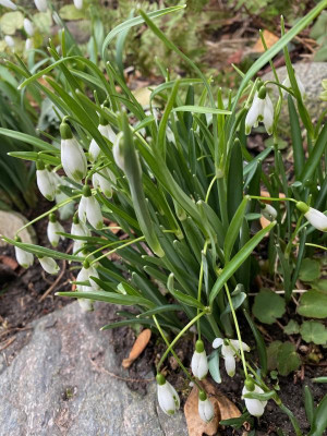 galanthus-viridapice2-20.jpg
