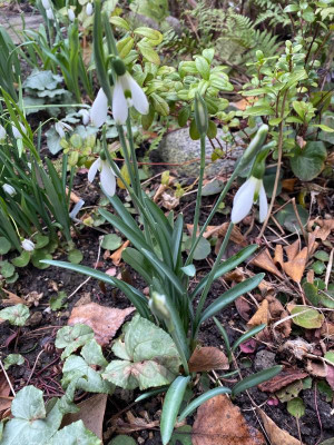 galanthus-courteen-hall-2-20.jpg