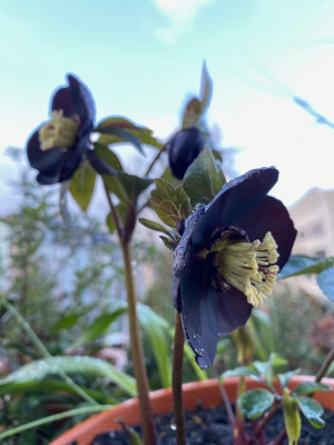 helleborus-naomi-2-20.jpg