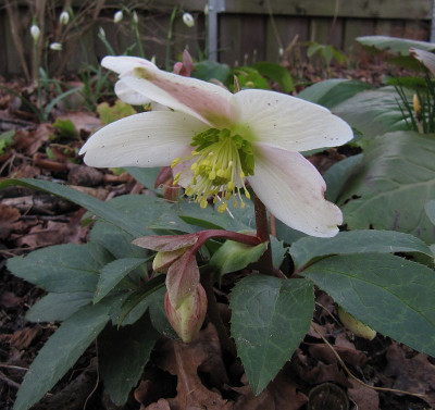IMG_8503_Helleborus_Emma_4Febr2020_.jpg