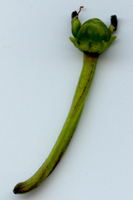 Jalapeno-mit-Auswuchs.jpg