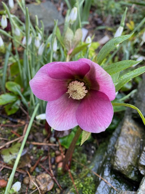 helleborus-pink_schiefermauer-2-20.jpg