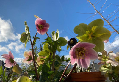 helleborus_balkon-2-20.jpg