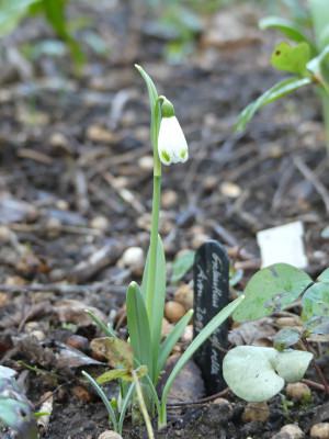 2020-02-04 Galanthus 'Cinderella'.jpg