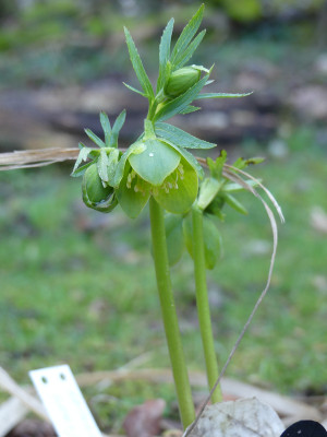 2020-02-04 Helleborus multifidus ssp. hercegovinus.jpg