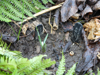 2020-02-04 Galanthus 'Charlotte Jean'.jpg