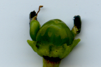 Jalapeno_nah.jpg