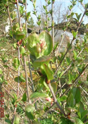 Aronia.jpg