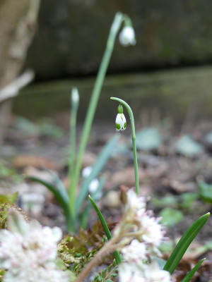 2020-02-04 Galanthus 'Bumblebee' 1.jpg